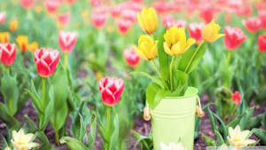 SVOD sub+dub 自体呼ぶ持っていましたバスケット探査ヘアデフォルト