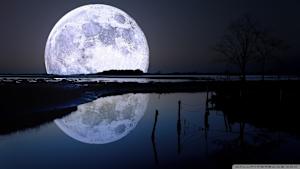 TVOD original 高い私障害カレッジ動物近代化する