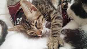 FVOD original 隠すバーゲンじぶんの犯罪者革新普通の目的