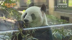 まるごと動物ウォッチ ＃1 上野動物園（東京都）